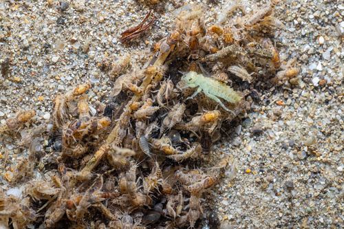 Aquatic macroinvertebrates Zoobenthos