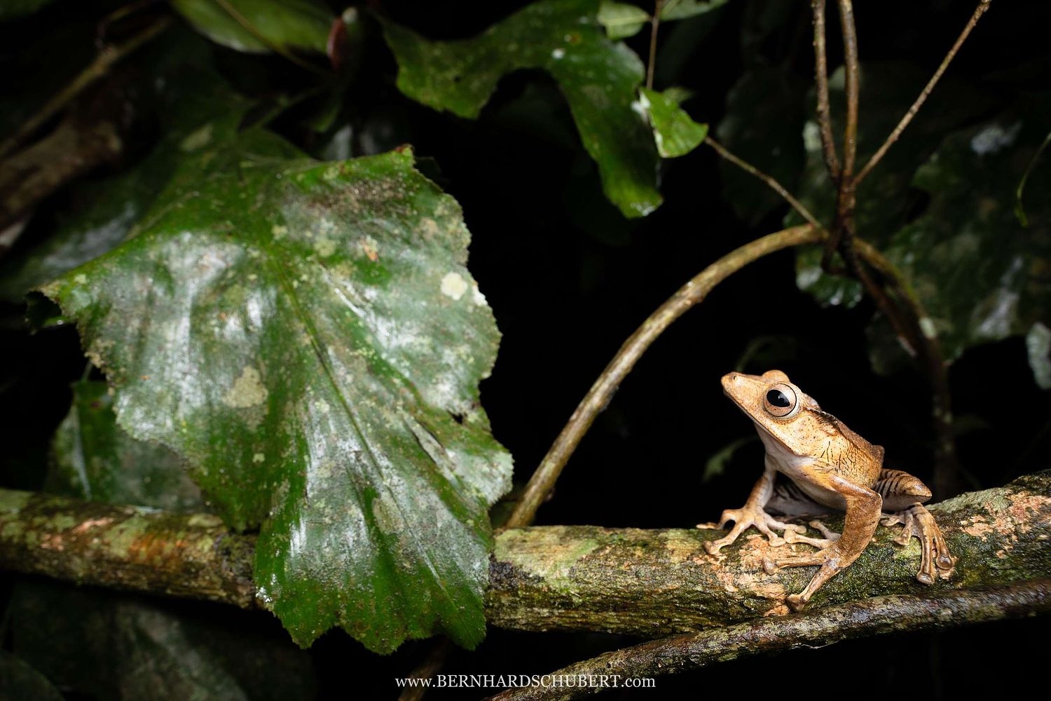Polypedates otilophus - File-eared tree frog