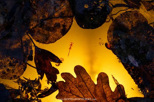 Eubranchipus grubii - Spring fairy shrimp