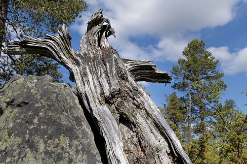 Naturwaldreservat Trillemarka