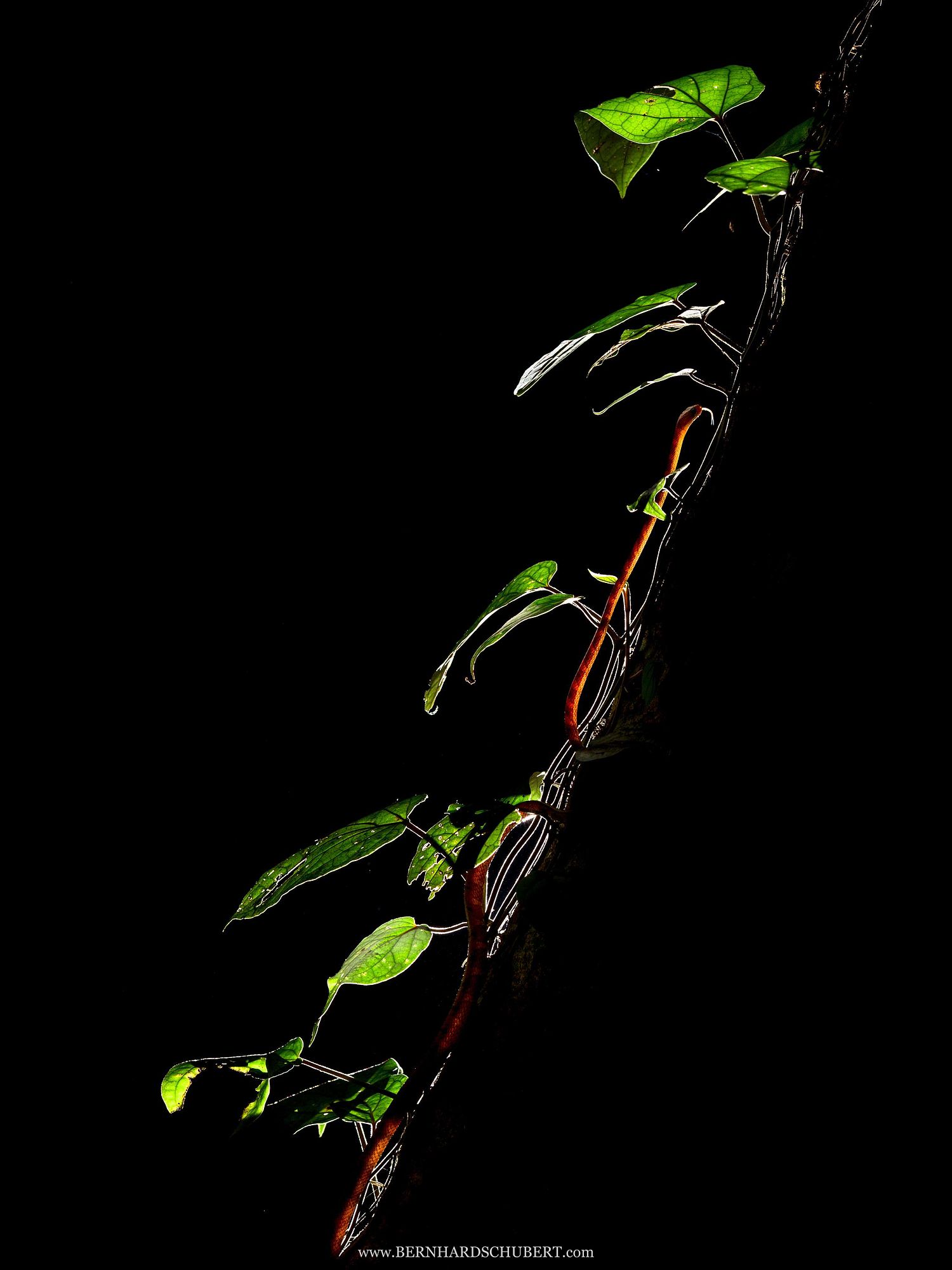 Boiga drapiezii - White-spotted cat snake