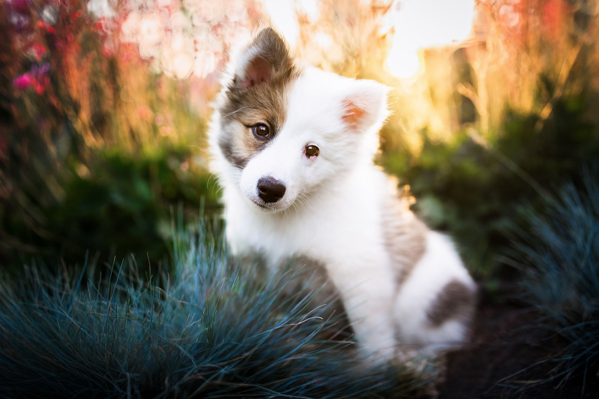 a cute white icelandic sheep puppy looks into the camera while sitting in a garden. she has a cute brown spot on her right eye and along her body.