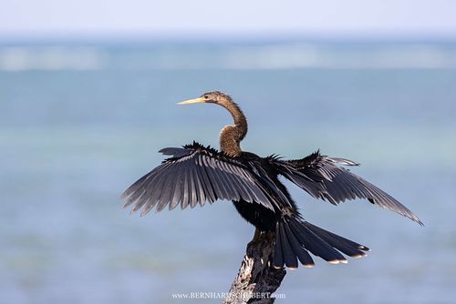 Anhinga anhinga - Amerika-Schlangenhalsvogel