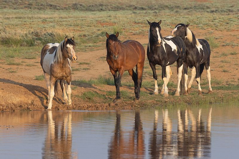 WILD AT HEART IMAGES