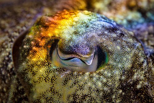 Sepia officinalis – Gemeiner Tintenfisch