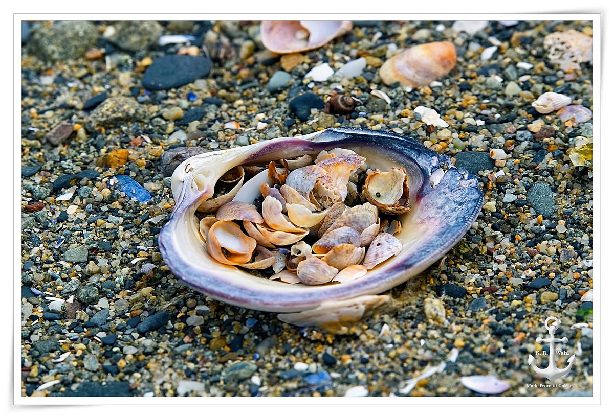 Quahog Shell Medley Photopoetry of the Ephemeral by Keith R Wahl Made ...