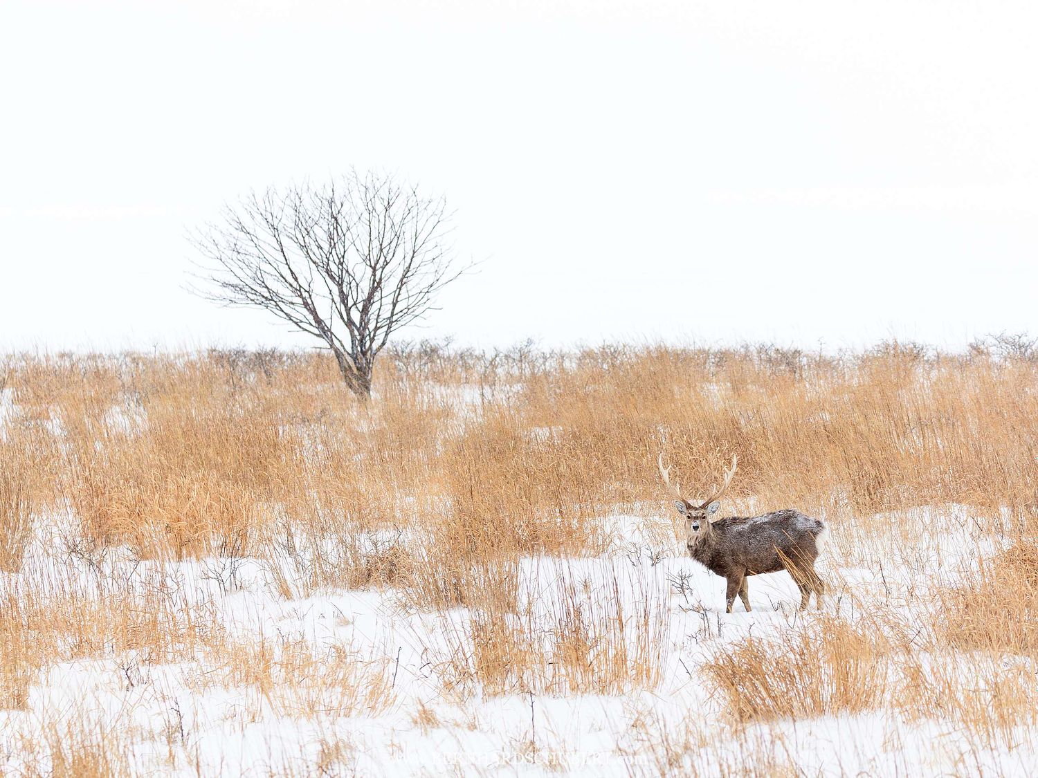 Cervus nippon yesoensis - Yezo-Sika-Hirsch