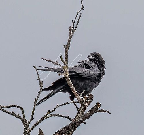 An American Crow sitting high in a tree