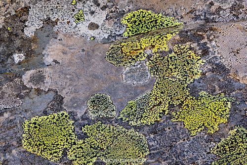 Rhizocarpon sp. - Map lichen pattern
