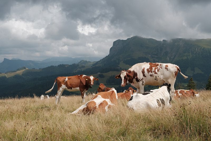 The Cows of Fribourg