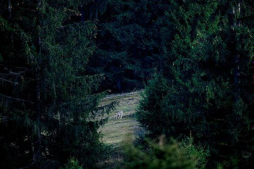 Canis lupus lupus - Eurasischer Wolf