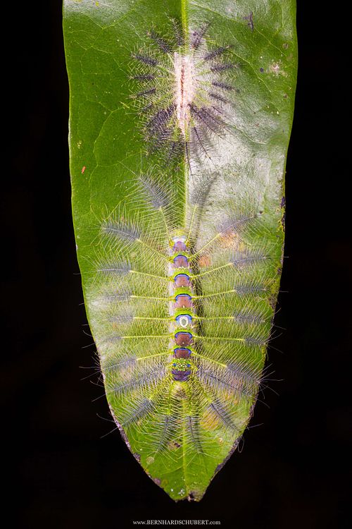 Dophla evelina – Redspot duke