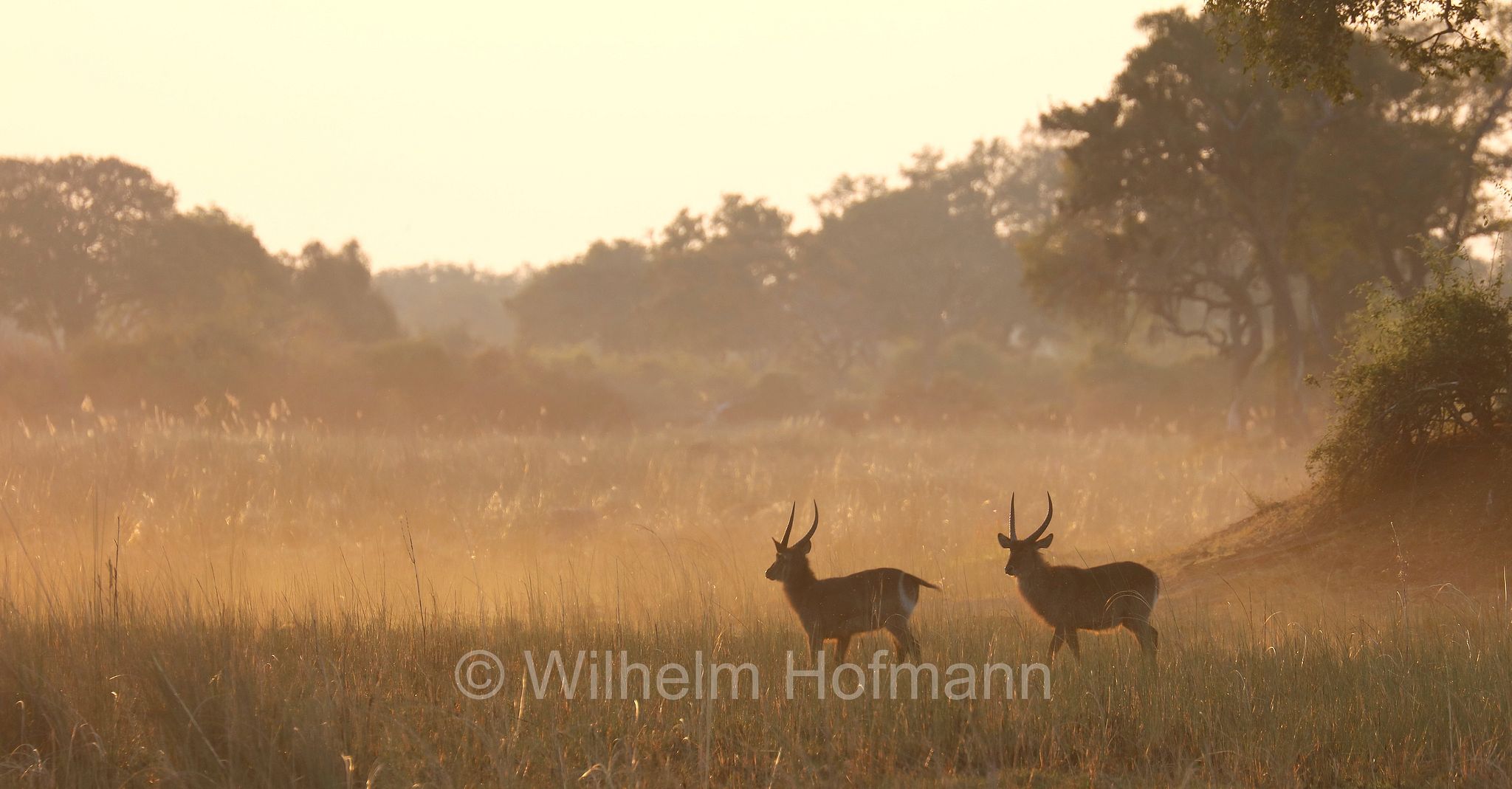 Waterbuck, Ellipsen-Wasserbock, cobo, antilope d'acqua, antilope cervo, Kobus ellipsiprymnus﻿﻿, Moremi Game Reserve, Moremi-Wildreservat, Okavango Delta, Okavango Grassland, Botswana, Republik Botsuana