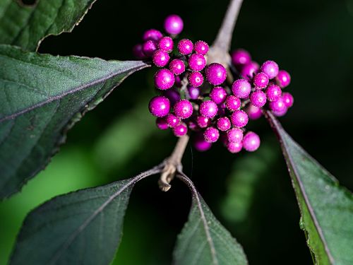 Herbstfarben im Garten
