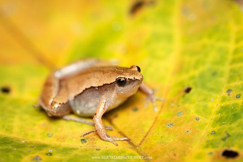 Microhyla heymonsi - Dark-sided chorus frog