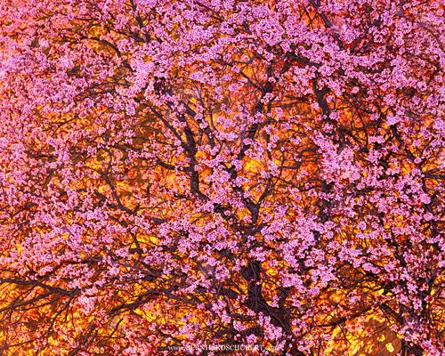 Ornamental cherry flowering
