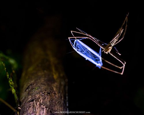 Asianopis sp. - Pantropical orge-faced spider, net casting spide