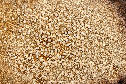 Ochrolechia sp. lichen detail