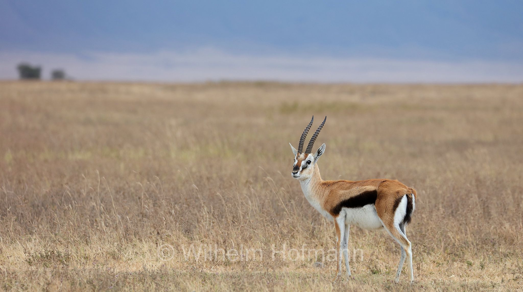 eudorcas thomsonii, Thomson's gazelle, Thomson-Gazelle, gazella di Thomson, ﻿area di conservazione di Ngorongoro, Ngorongoro Conservation Area, Ngorongoro Krater, Tanzania, Tansania