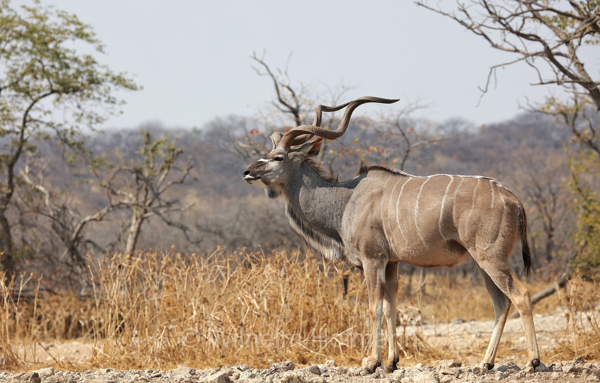 greater kudu, Zambezi kudu, Sambesi-Großkudu, cudù maggiore, kudu maggiore, ﻿﻿Strepsiceros zambesiensis, Etosha-Nationalpark, Etosha National Park, parco nazionale d'Etosha, Namibia