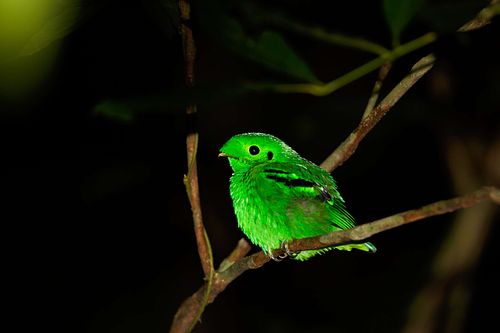 Calyptomena viridis – Smaragdbreitrachen