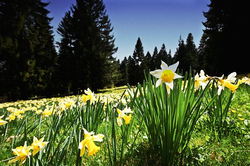 Kapelle Wilder Geschinen