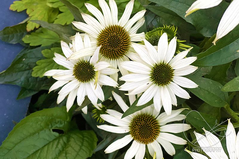 Studioet opnar kl 12:00 i dag.