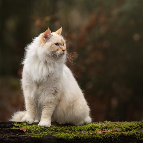 Een fotoshoot voor jouw huisdier