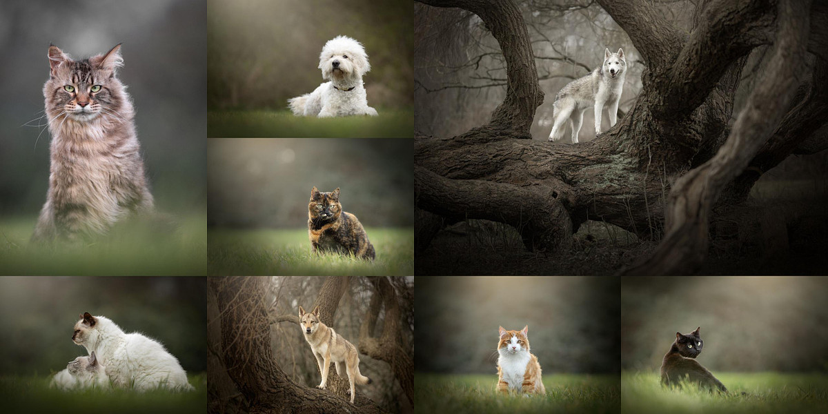 Foto's van honden en katten tijdens de winter met een moody sfeer gemaakt door een professionele huisdierenfotograaf