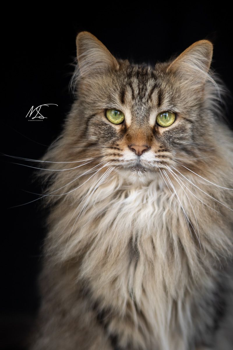 Studioshoot close-up portretfoto van kat ras Maine Coon kijkt recht in de camera