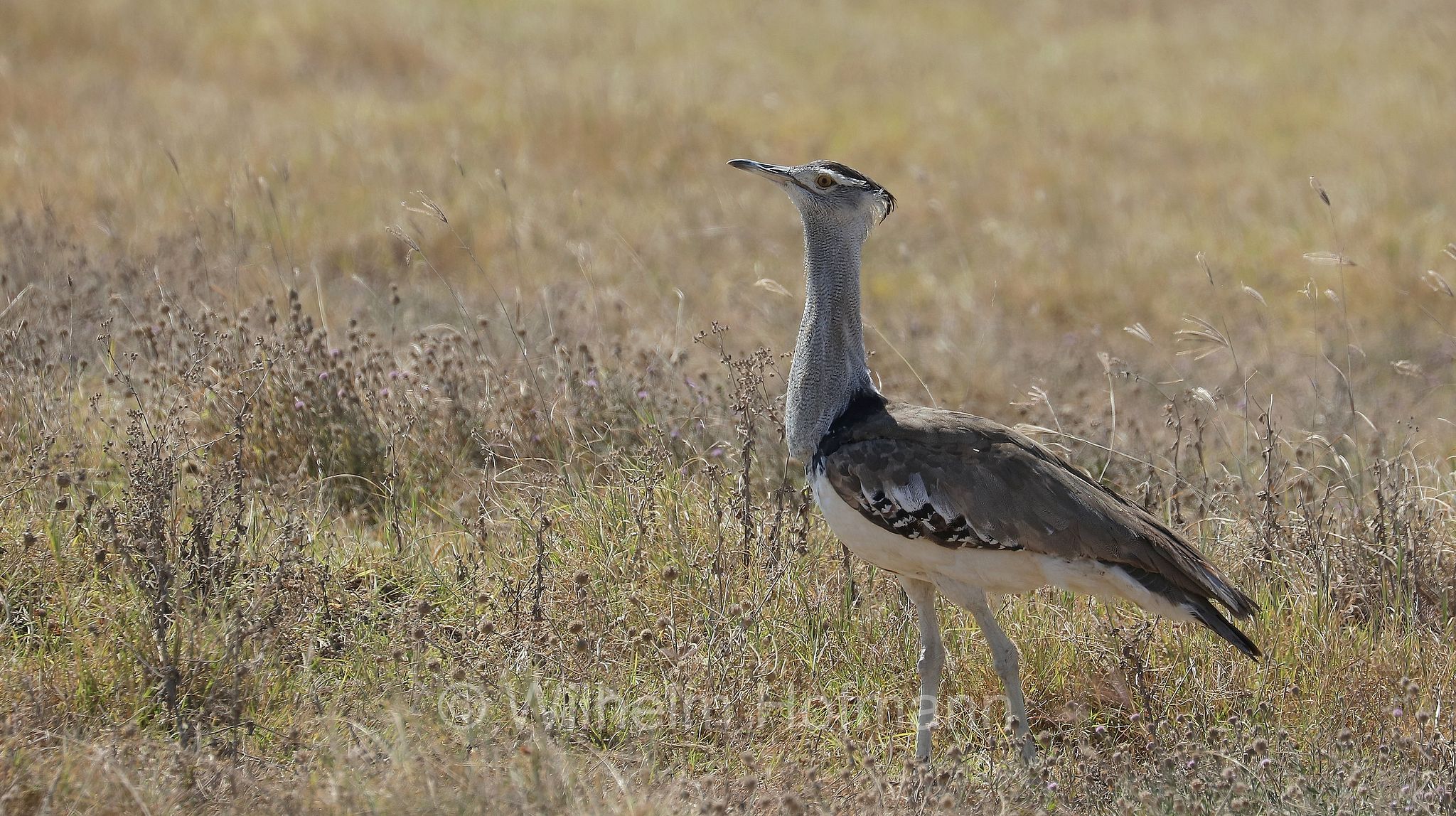kori bustard, Riesentrappe, Koritrappe, otarda kori, Ardeotis kori, area di conservazione di Ngorongoro, Ngorongoro Conservation Area, Ngorongoro Krater, Tanzania, Tansania
