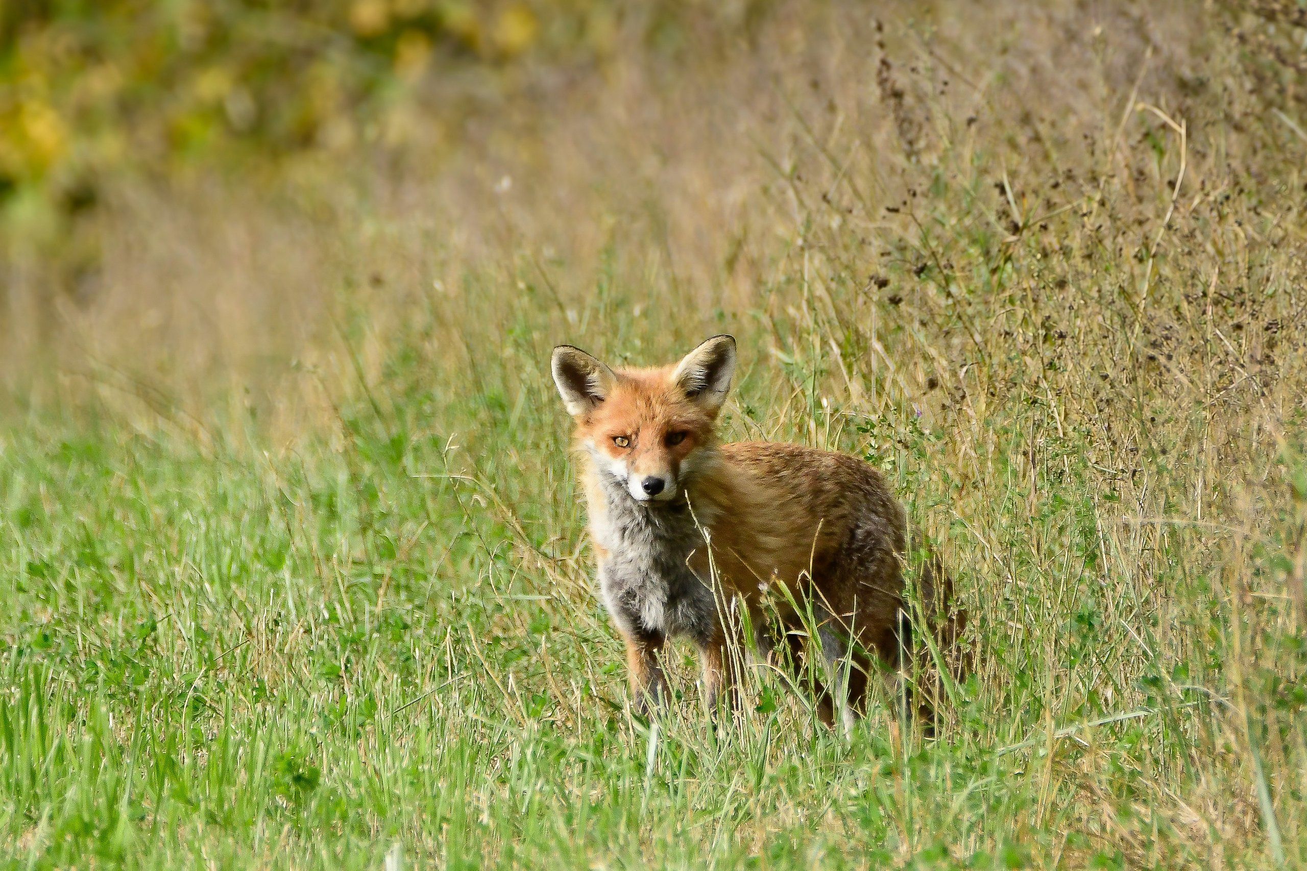 M&Auml;RGATUD LOOMADE - LOODUSLOOD