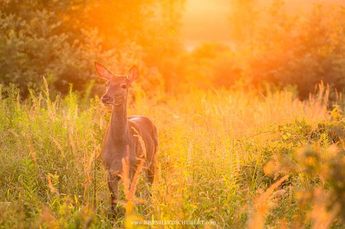 Cervus elaphus - Red Deer
