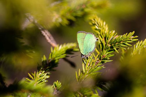 Callophrys rubi - Brombeer-Zipfelfalter