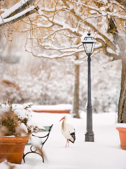Ciconia ciconia - White stork