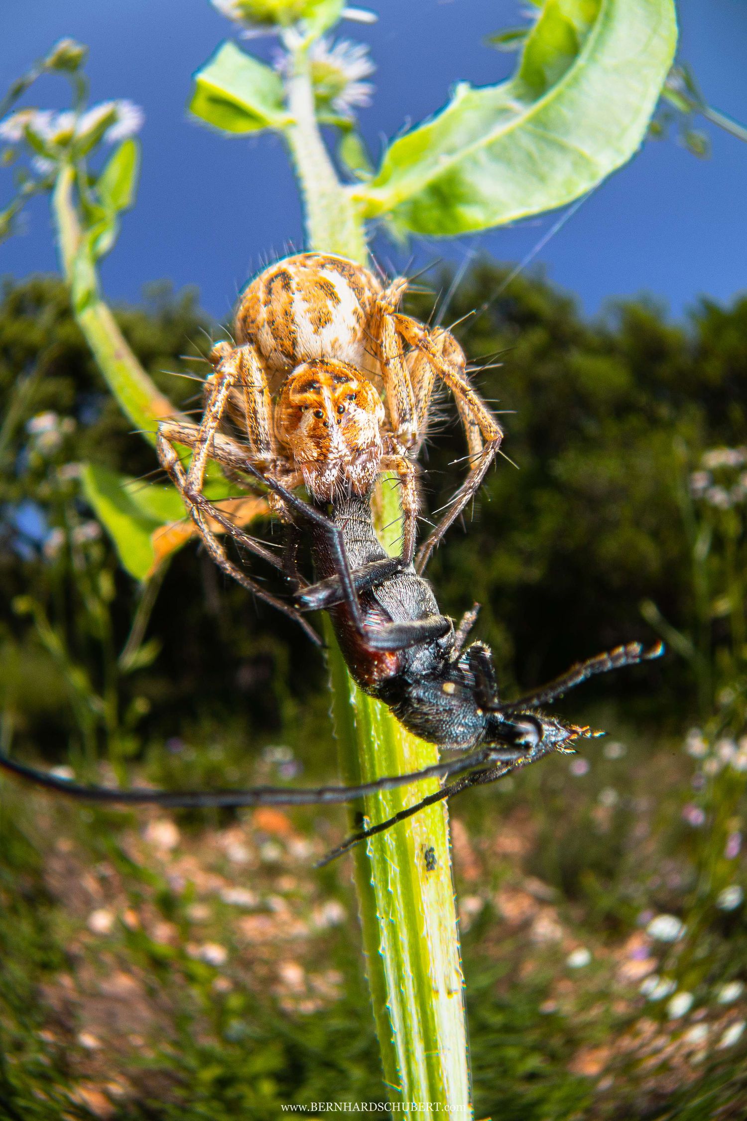 Oxyopes lineatus – Gestreifte Luchsspinne