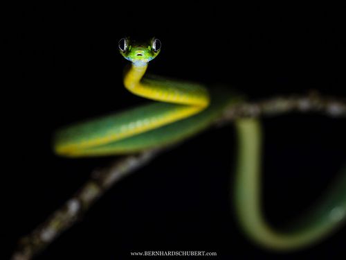 Boiga cyanea - Green cat snake