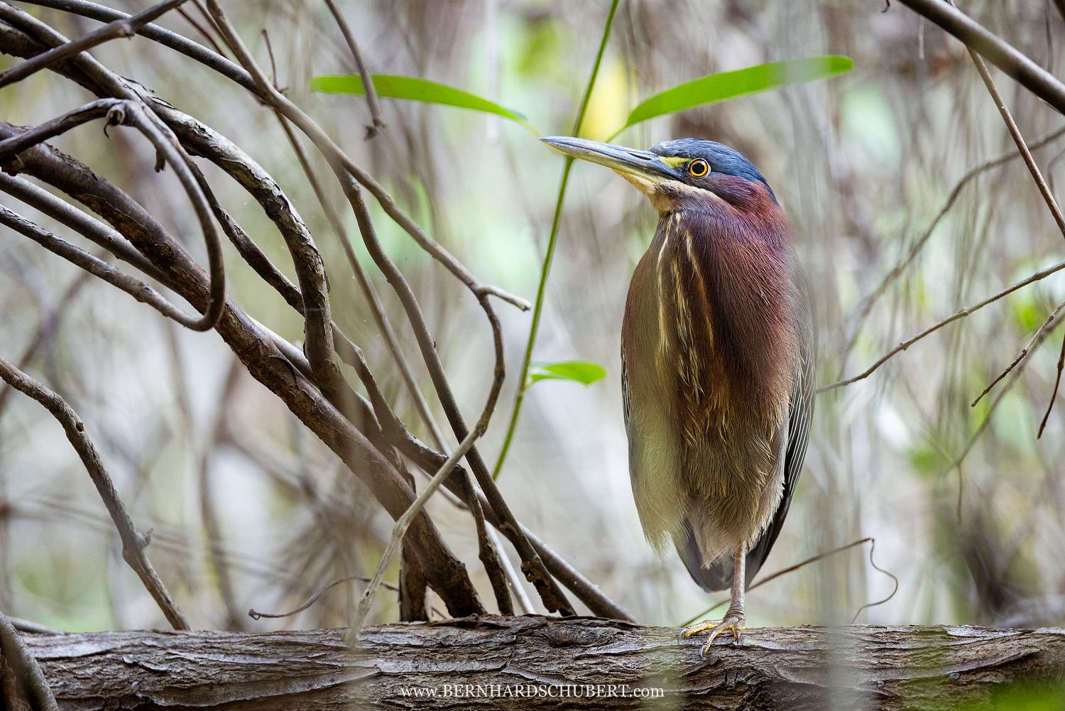 Butorides virescens – Grünreiher