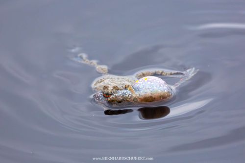 Bombina bombina - Rotbauchunke