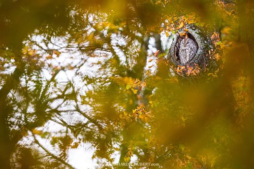 Strix aluco - Waldkauz