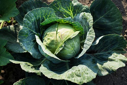 Im HEKS-Garten Burgdorf