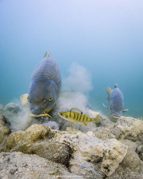 Cyprinus carpio – Karpfen