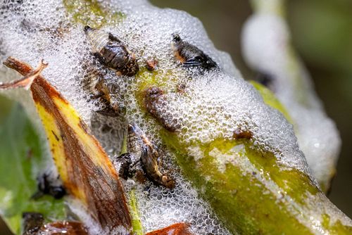Aphrophora salicina - Weiden-Schaumzikade