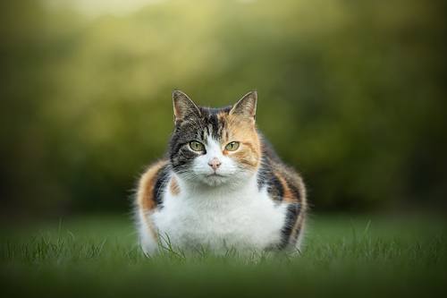 Pip