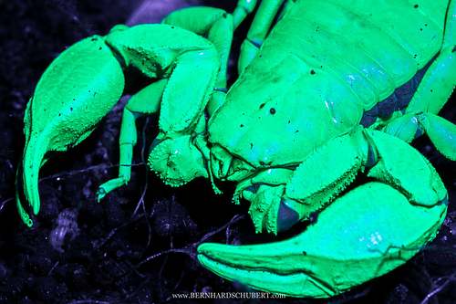 Euscorpius sp.