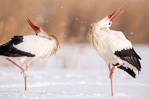 Ciconia ciconia - White stork