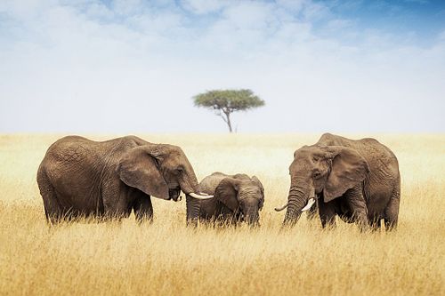 Wildlife Prints