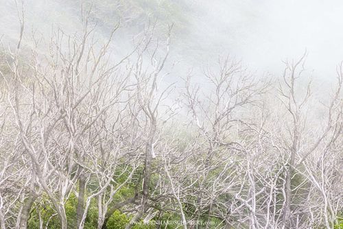 Impressionen eines verbrannten Waldes