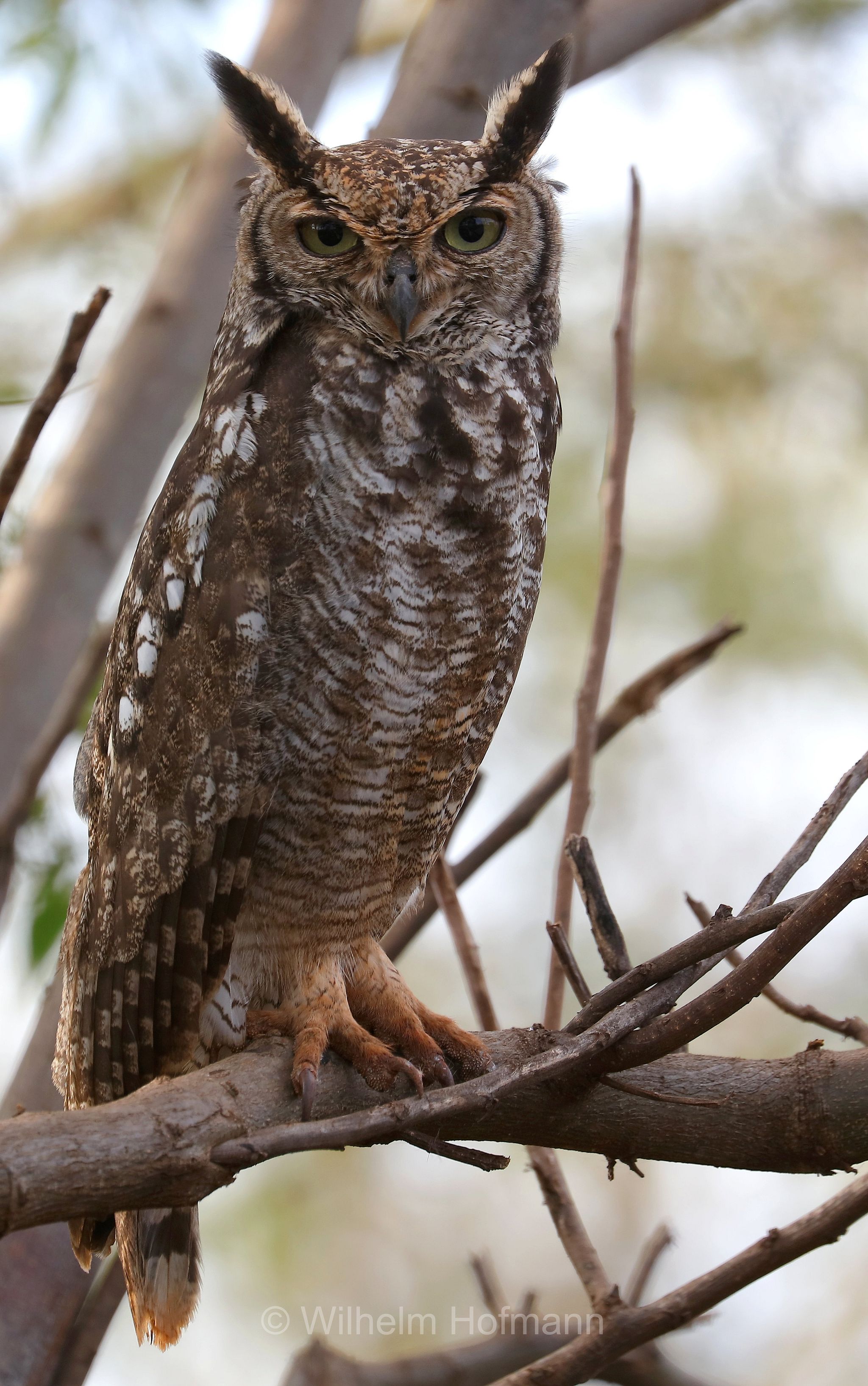 spotted eagle-owl, African spotted eagle-owl, African eagle-owl, Fleckenuhu, gufo reale africano, gufo reale maculato, Tanzania, Tansania, Arusha Region, Oldeani, Karatu district
