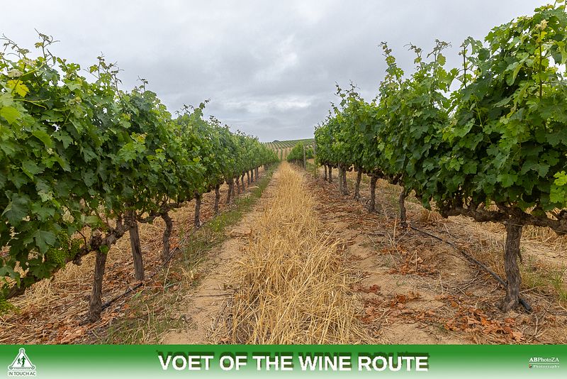 Voet of the Wine 2023